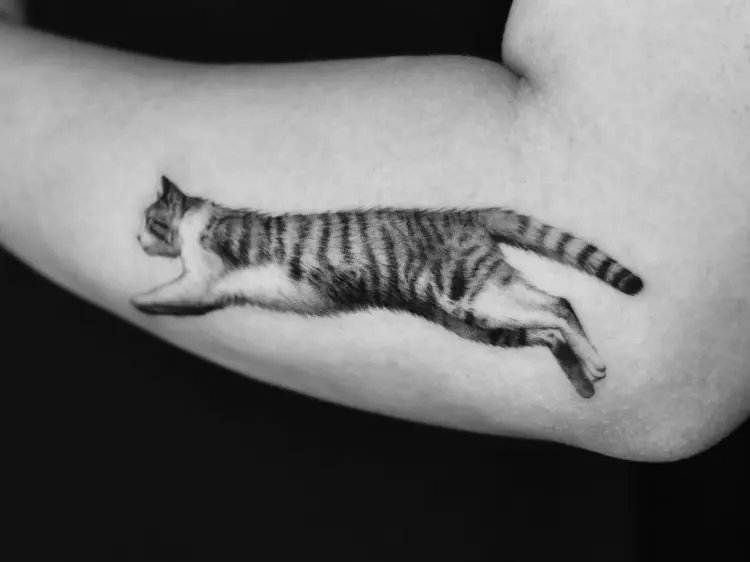 Tiger, Animal