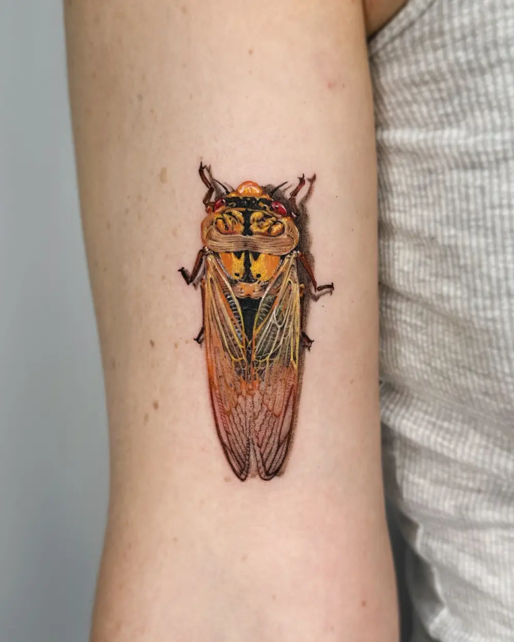 Animal