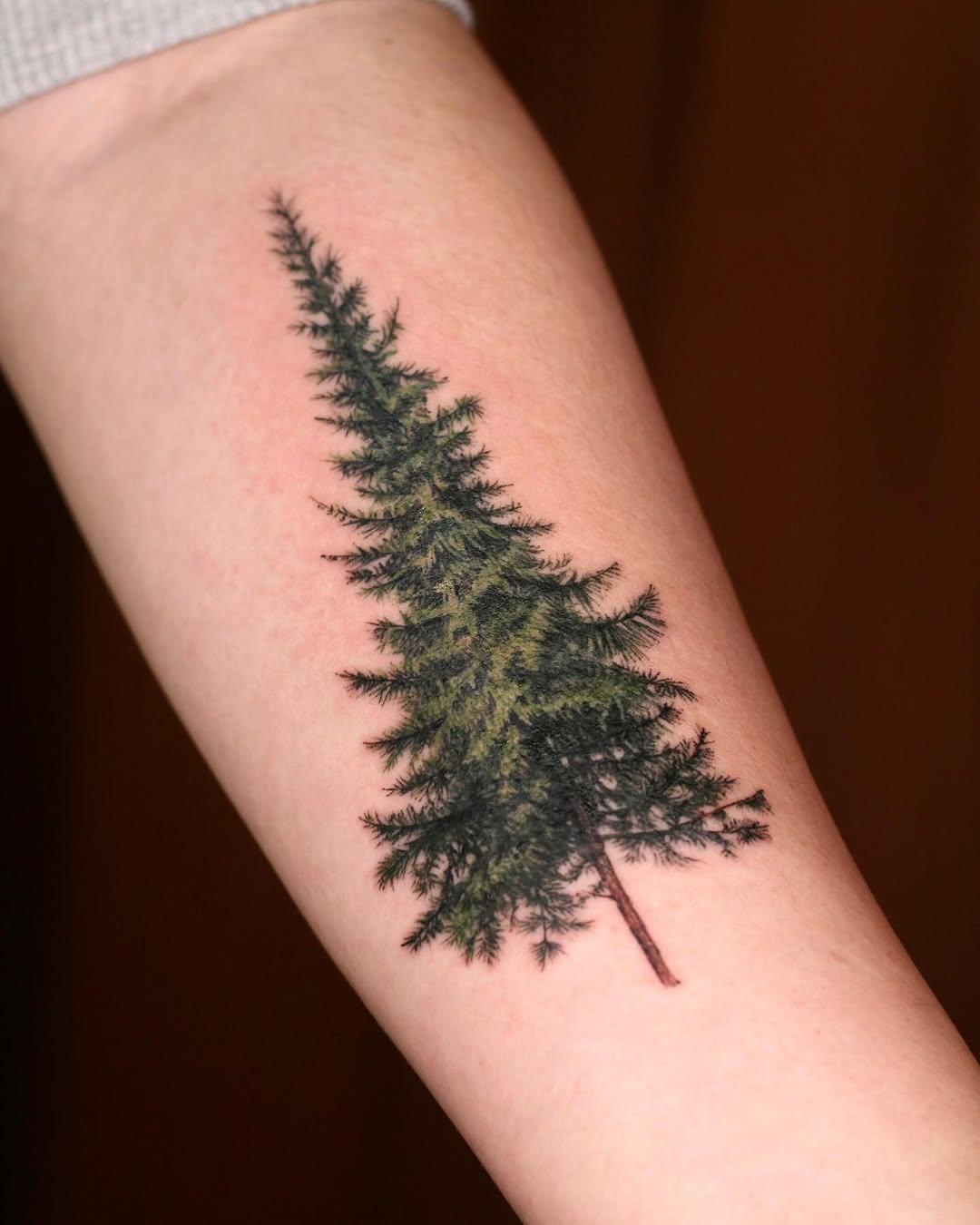 Nature, 소나무, 숲, 나무, 고사리