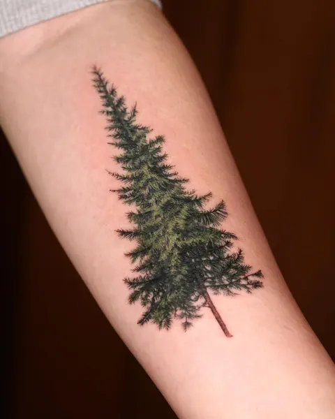 Nature, 소나무, 숲, 나무, 고사리