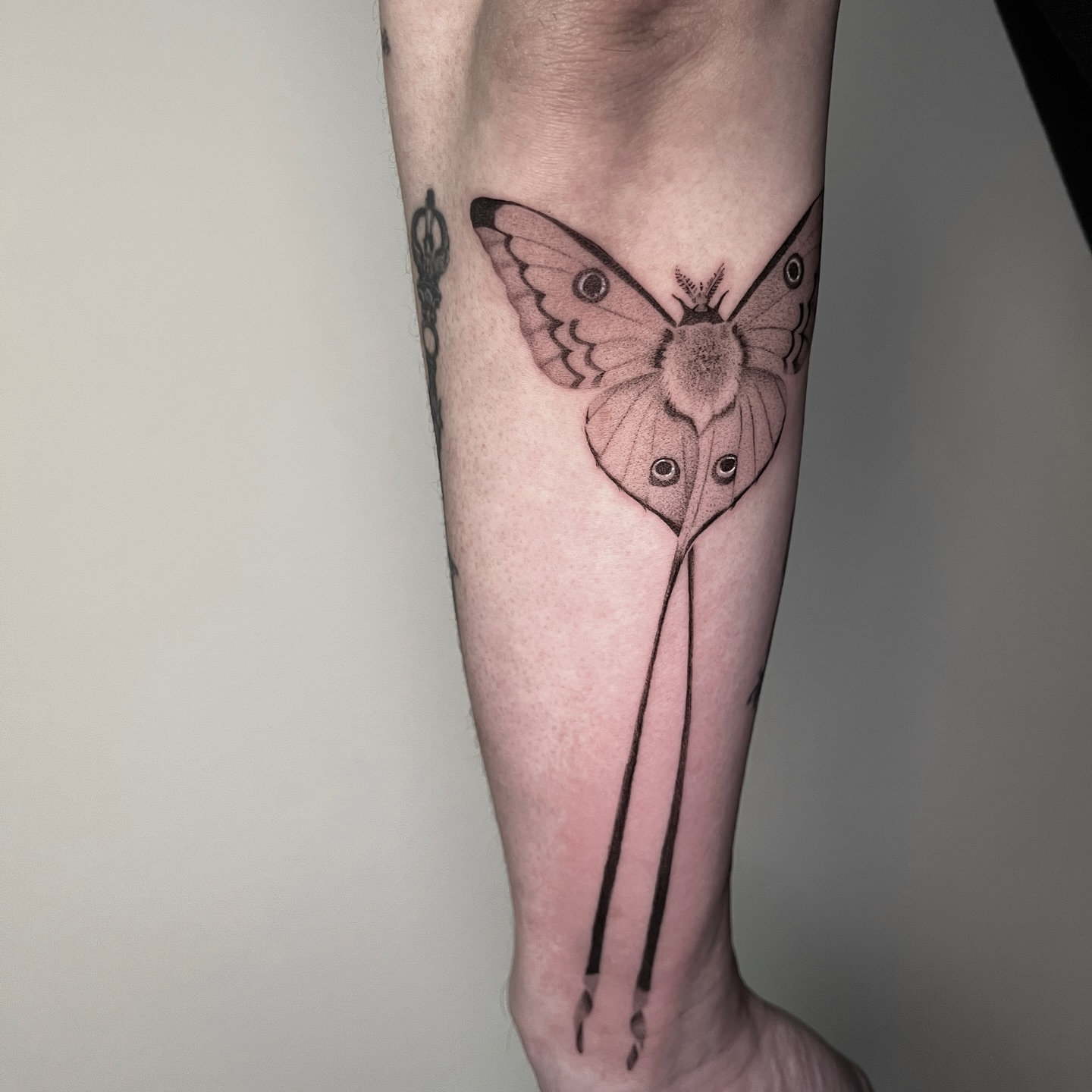 Animal, Nature