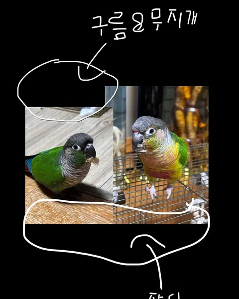 Animal, 앵무새, 공작