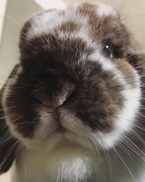 Animal