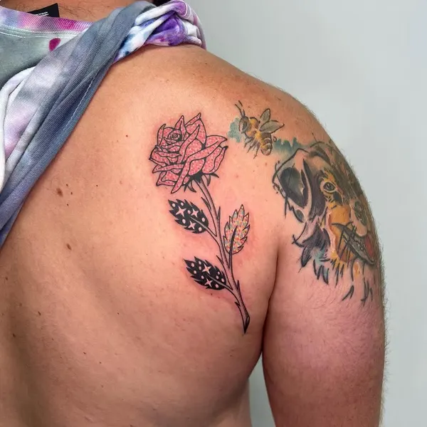 Flower, Rose, Nature