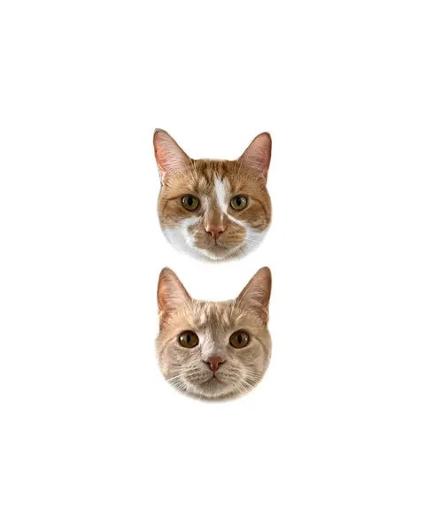 고양이