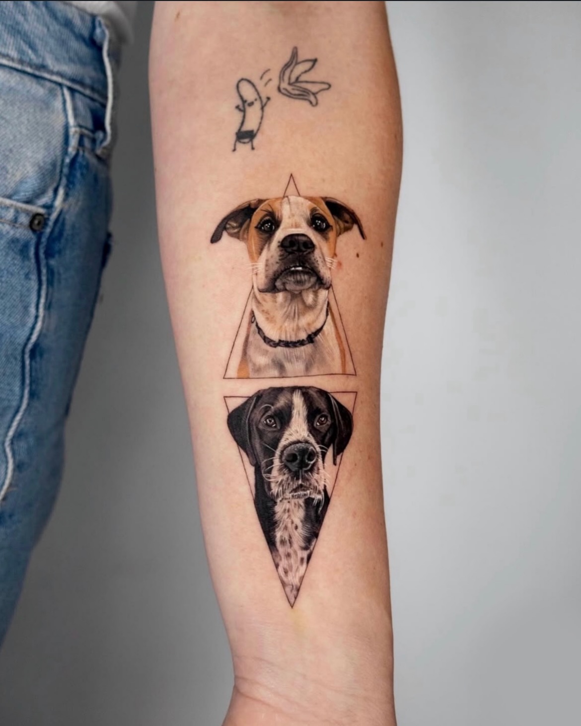 Animal, Nature, 앵무새