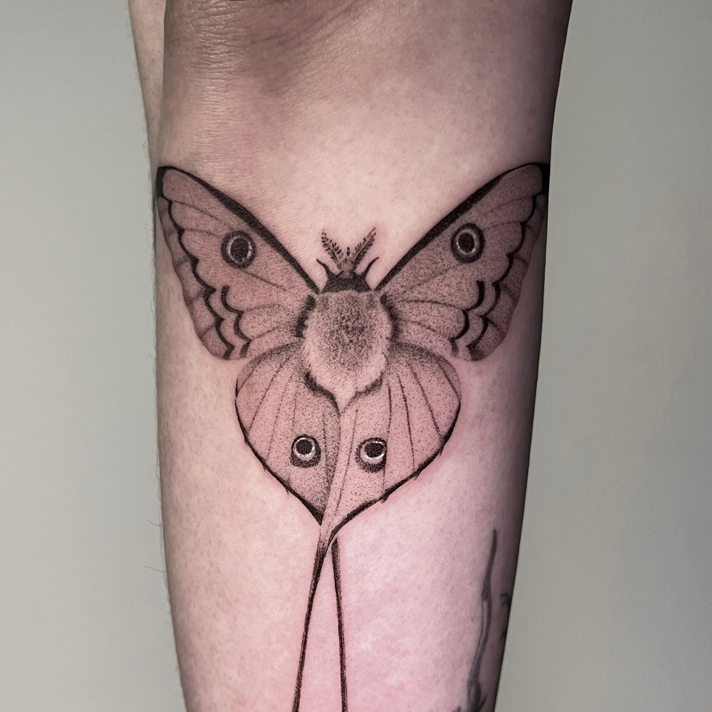 Animal, Nature
