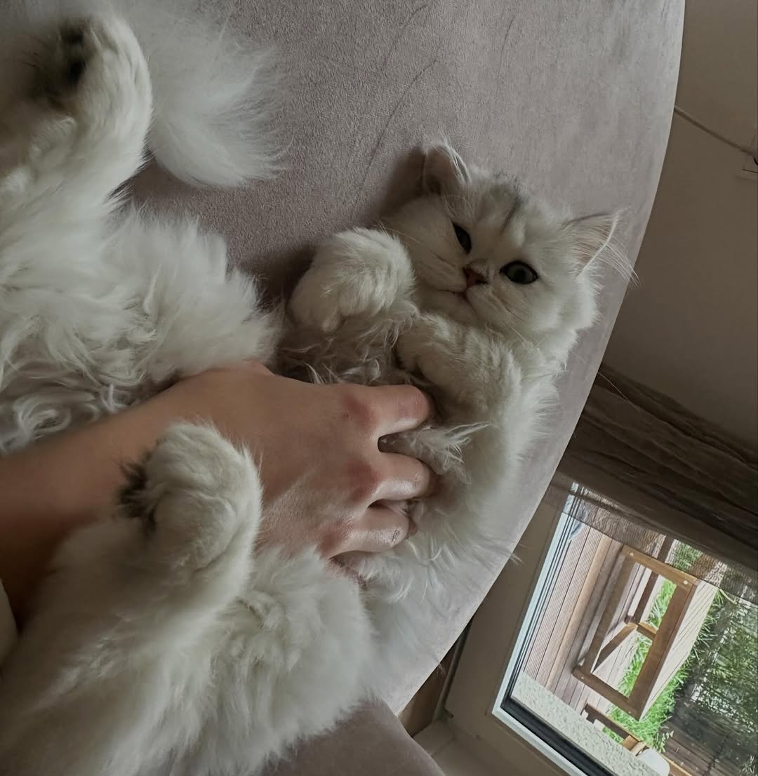 whoisoek