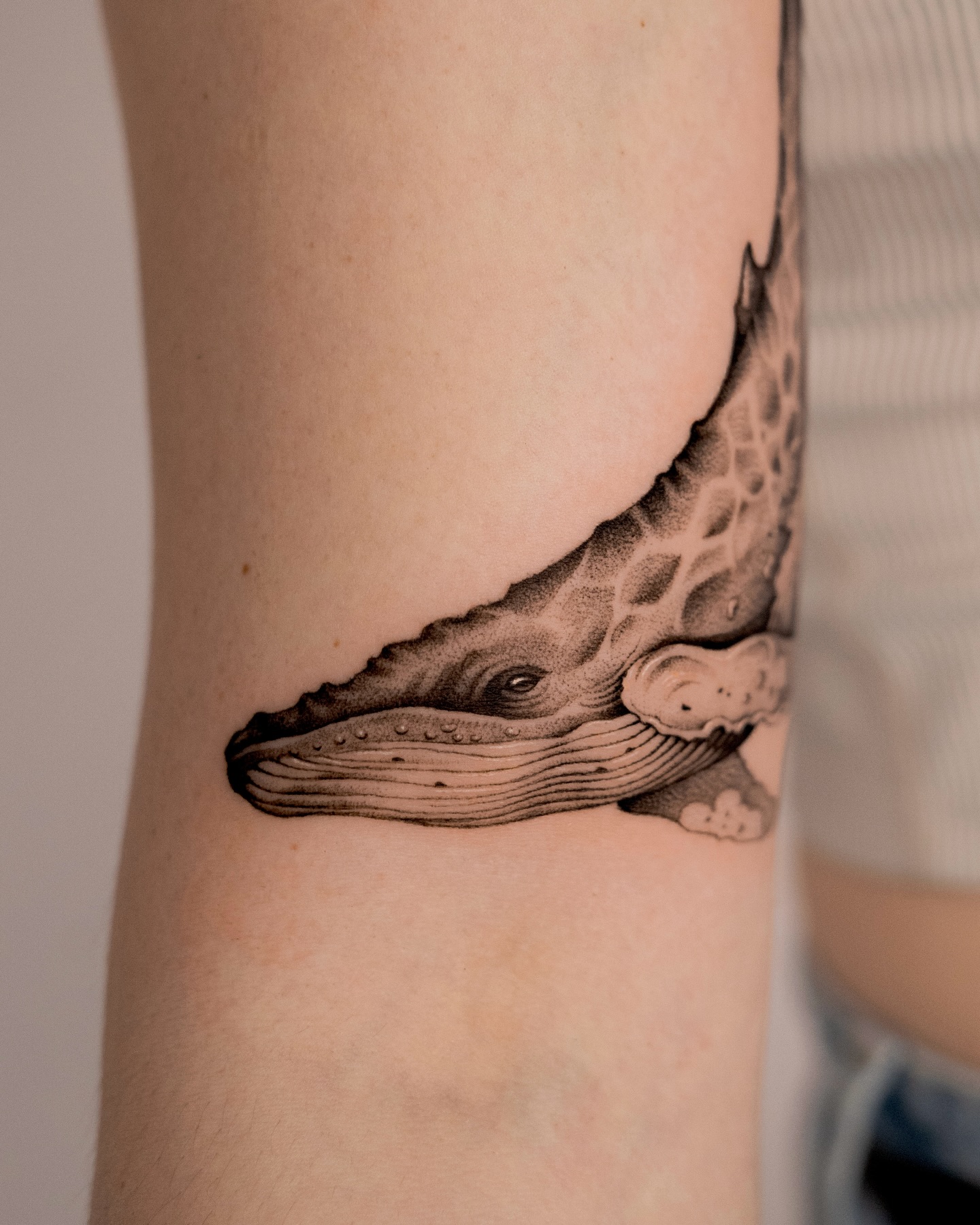 Nature, 돌고래, 고래, 상어, Animal
