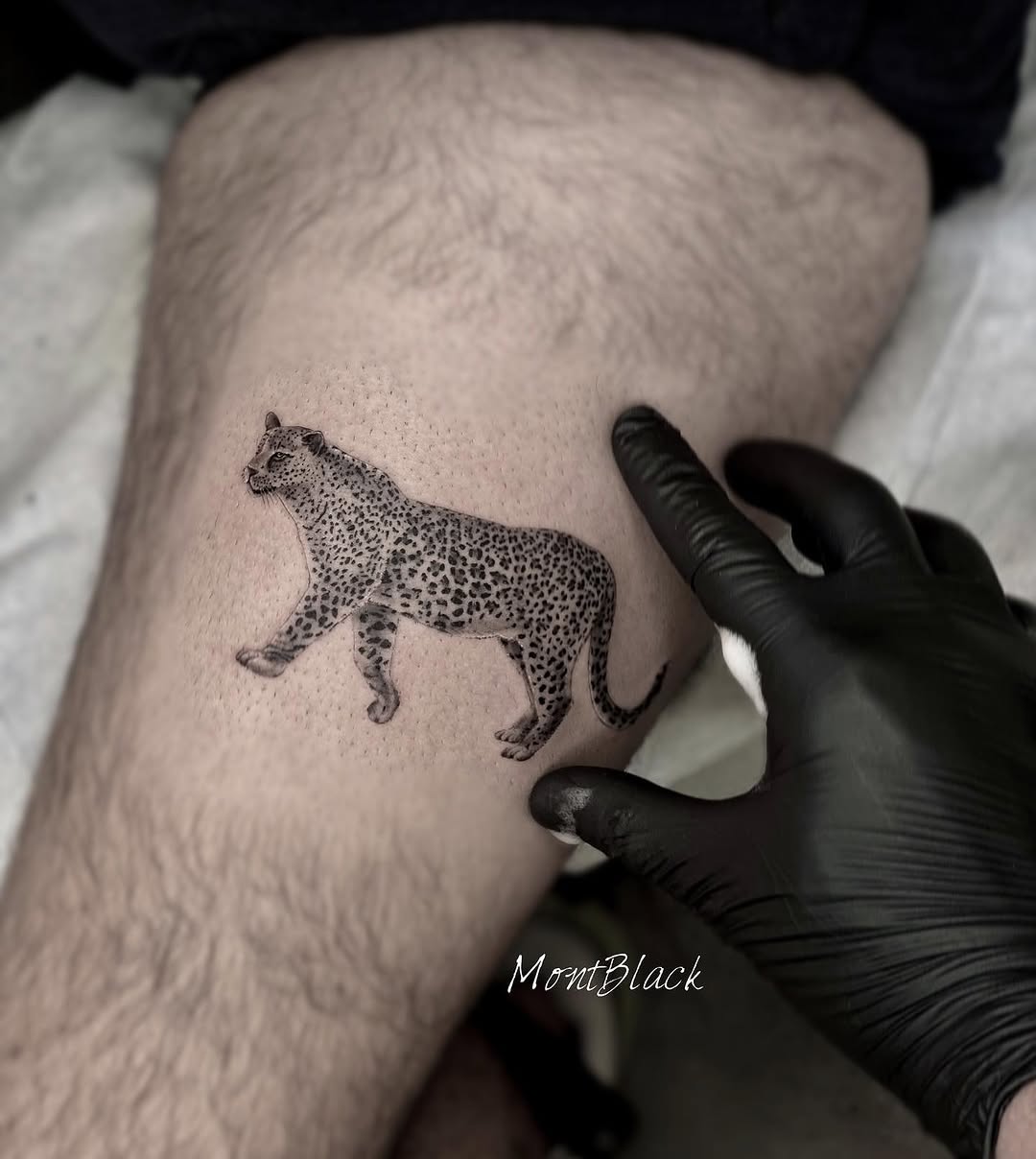 Animal, Tiger