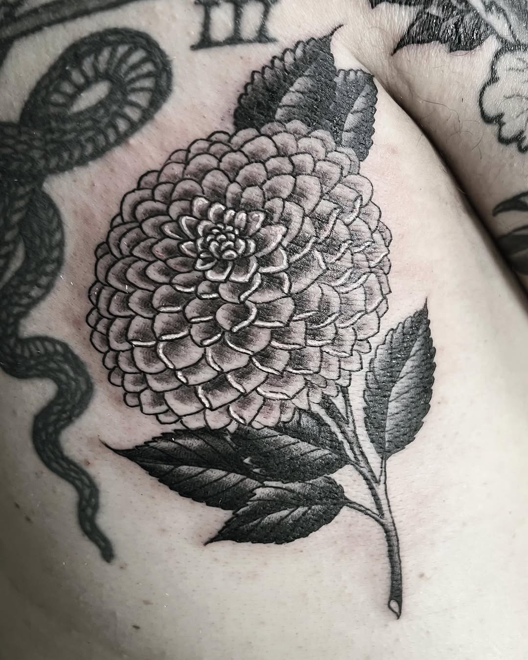 Flower, Rose, Dragon