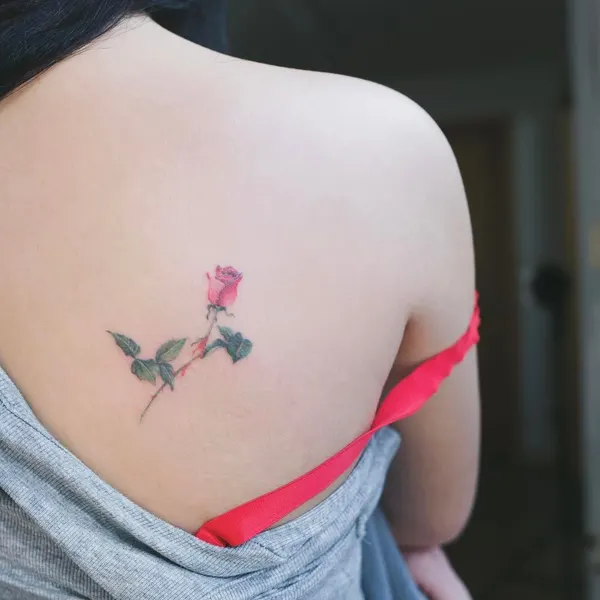 Flower, Rose, Nature