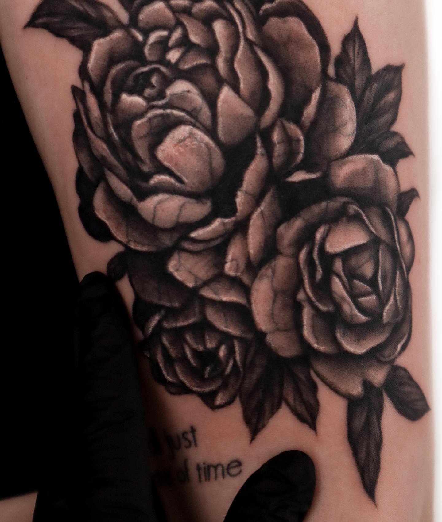 Flower, Rose, Nature