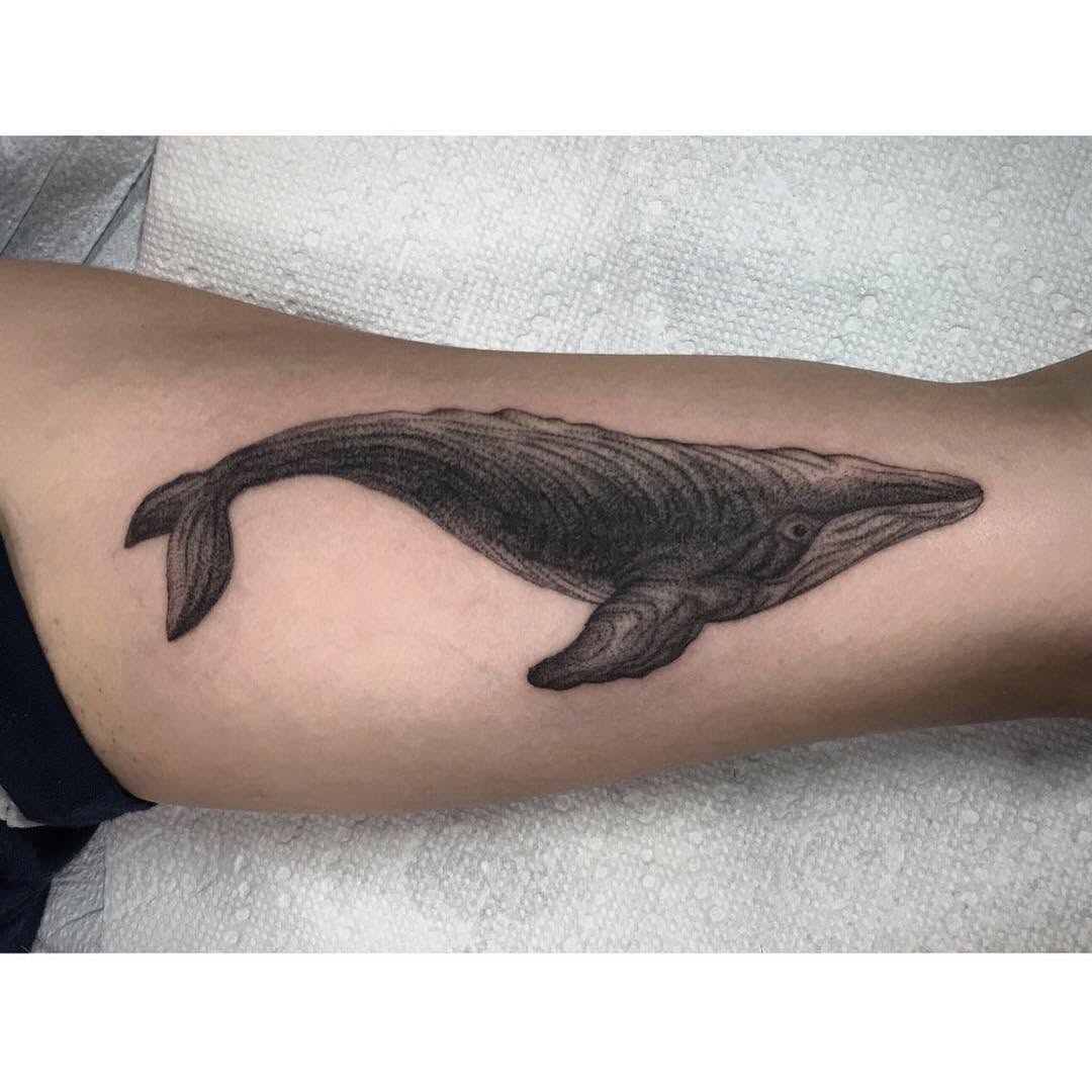 Nature, Animal