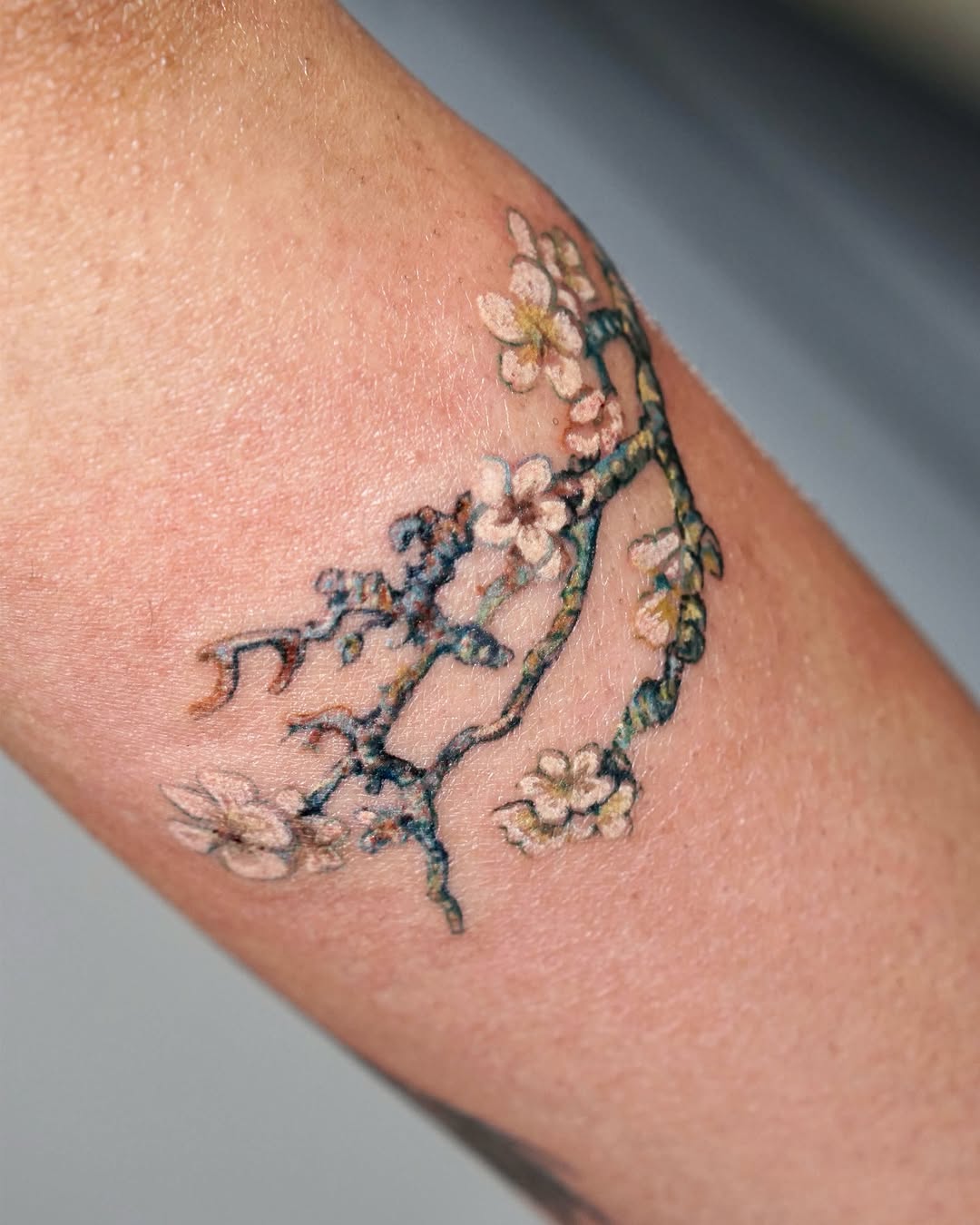 Nature, 벚꽃, Flower
