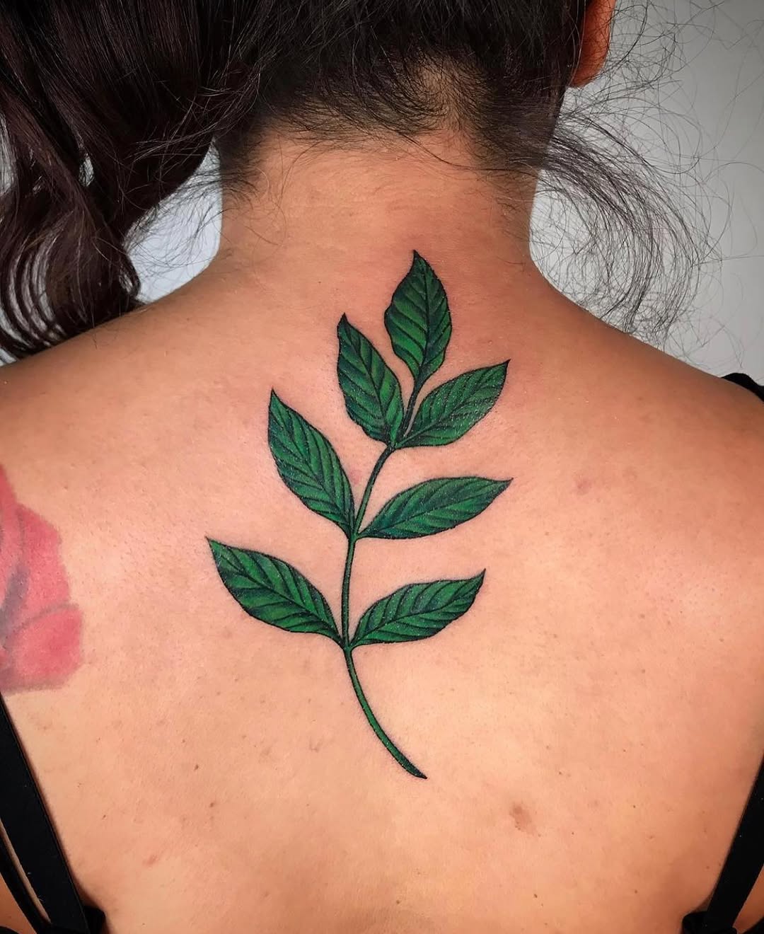 Flower, Rose, Nature