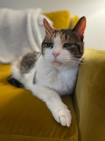 Animal