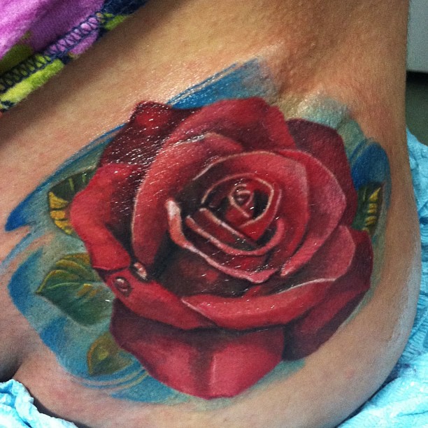 Flower, Rose, Nature