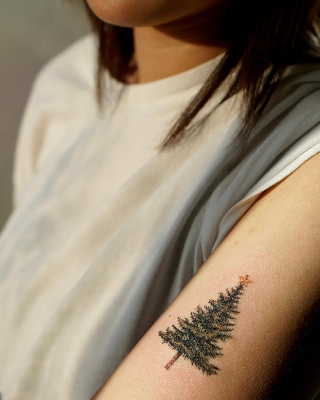 Nature, 소나무, 숲, 고사리, 나무