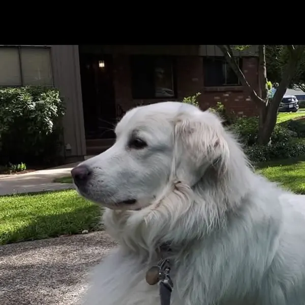 Animal