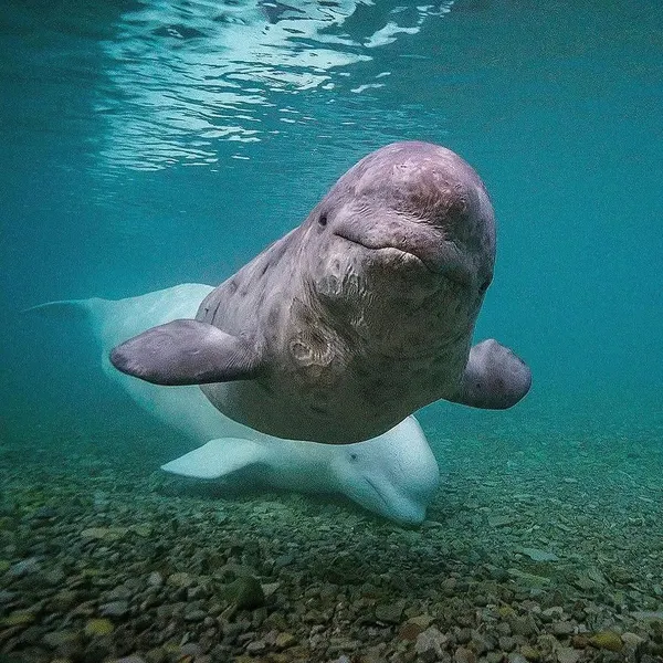 Animal, Nature