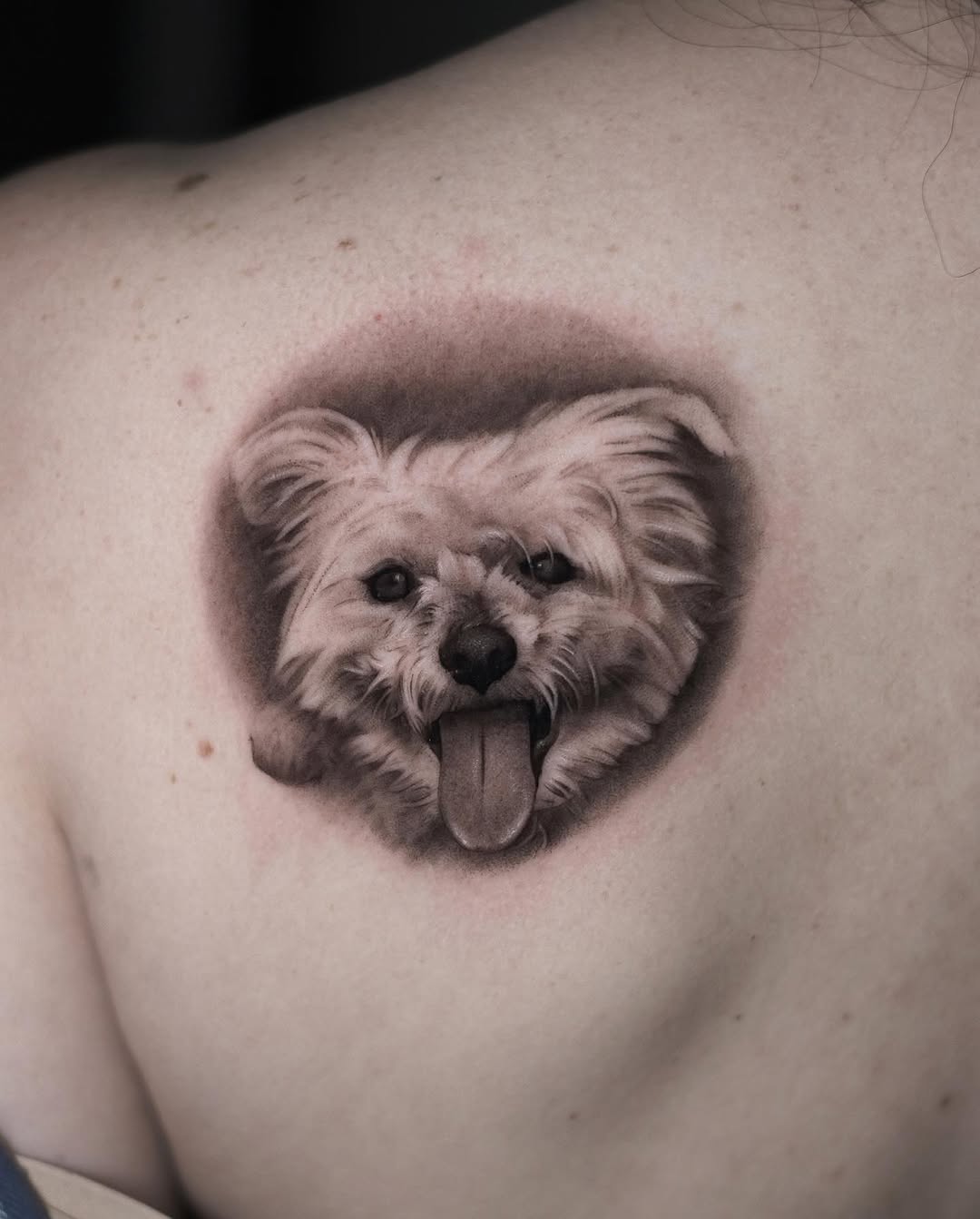 Animal
