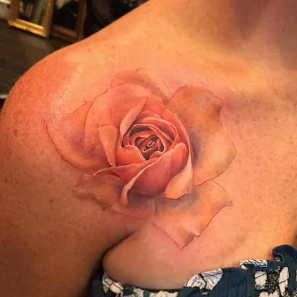 Flower, Rose, Nature