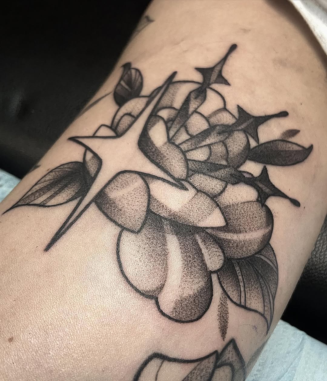 sarastigmata