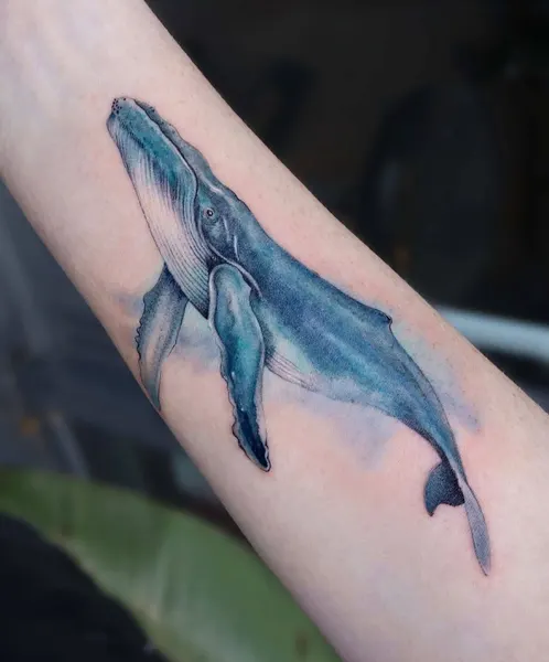 Nature, 돌고래, 고래, 상어, Animal