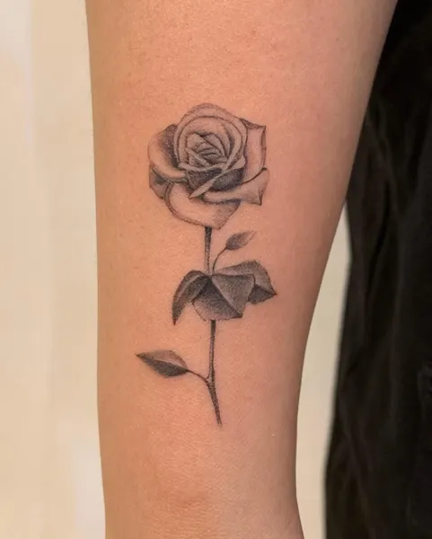 Flower, Rose, Nature