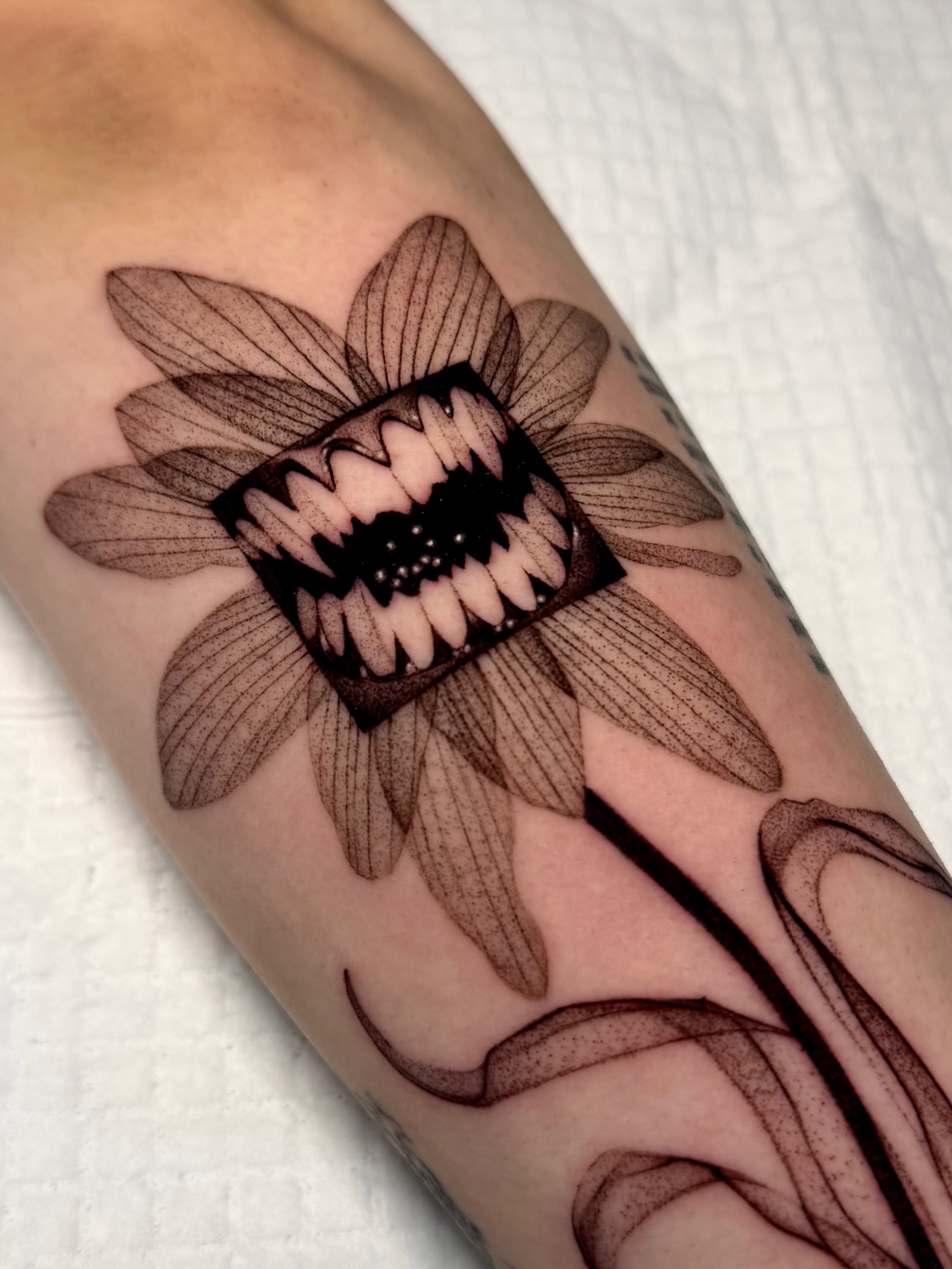 Flower, Rose, 해바라기
