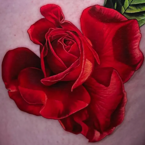 Flower, Rose, Nature