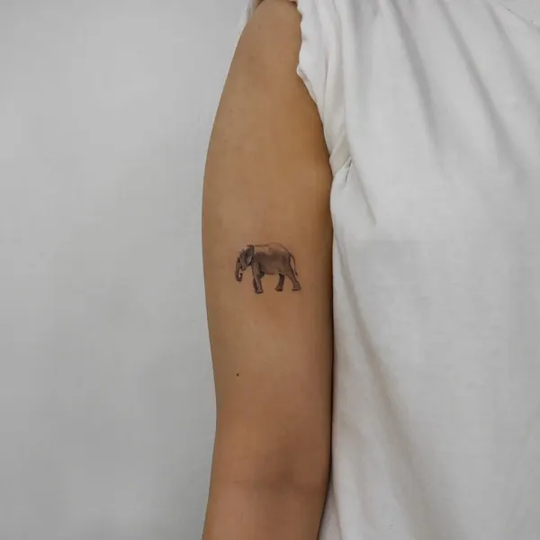 Flower, 소, 양, 함사, 멧돼지, 코끼리, 코알라, 나무늘보, Animal, 텐구, 황소, 그리핀