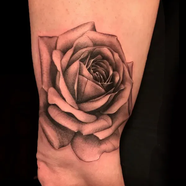 Flower, Rose