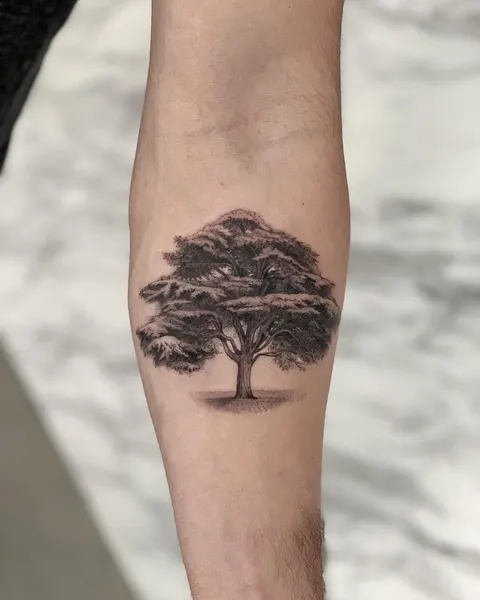 Nature, 소나무, 나무, 숲, 야자수