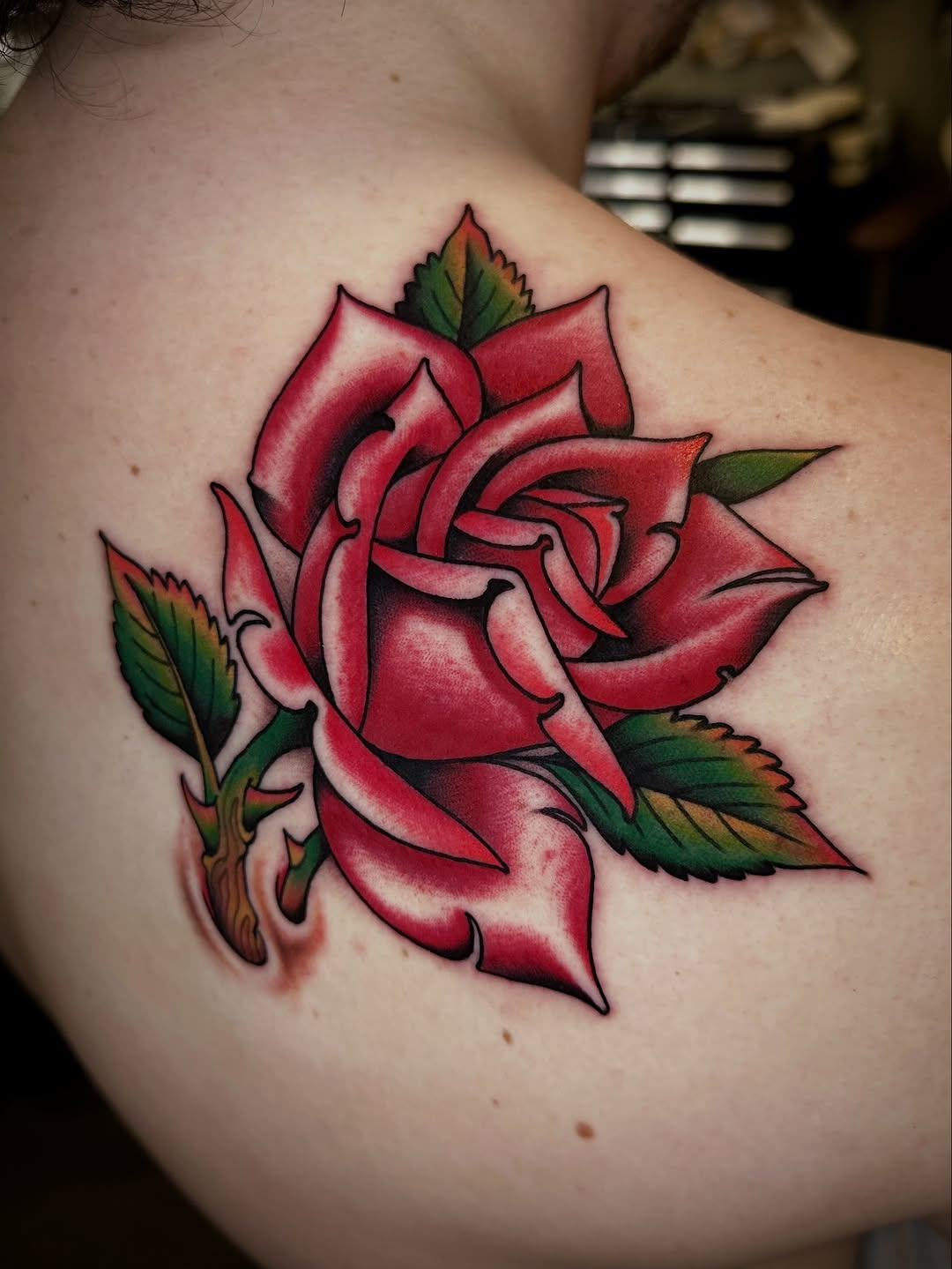 Flower, Rose, Nature