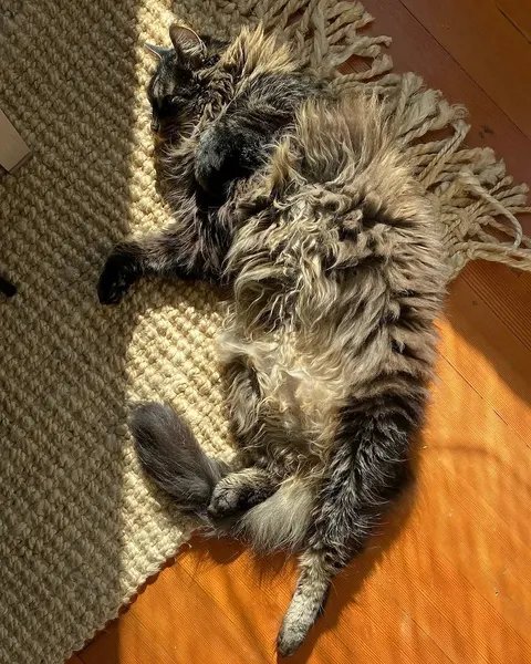 Animal