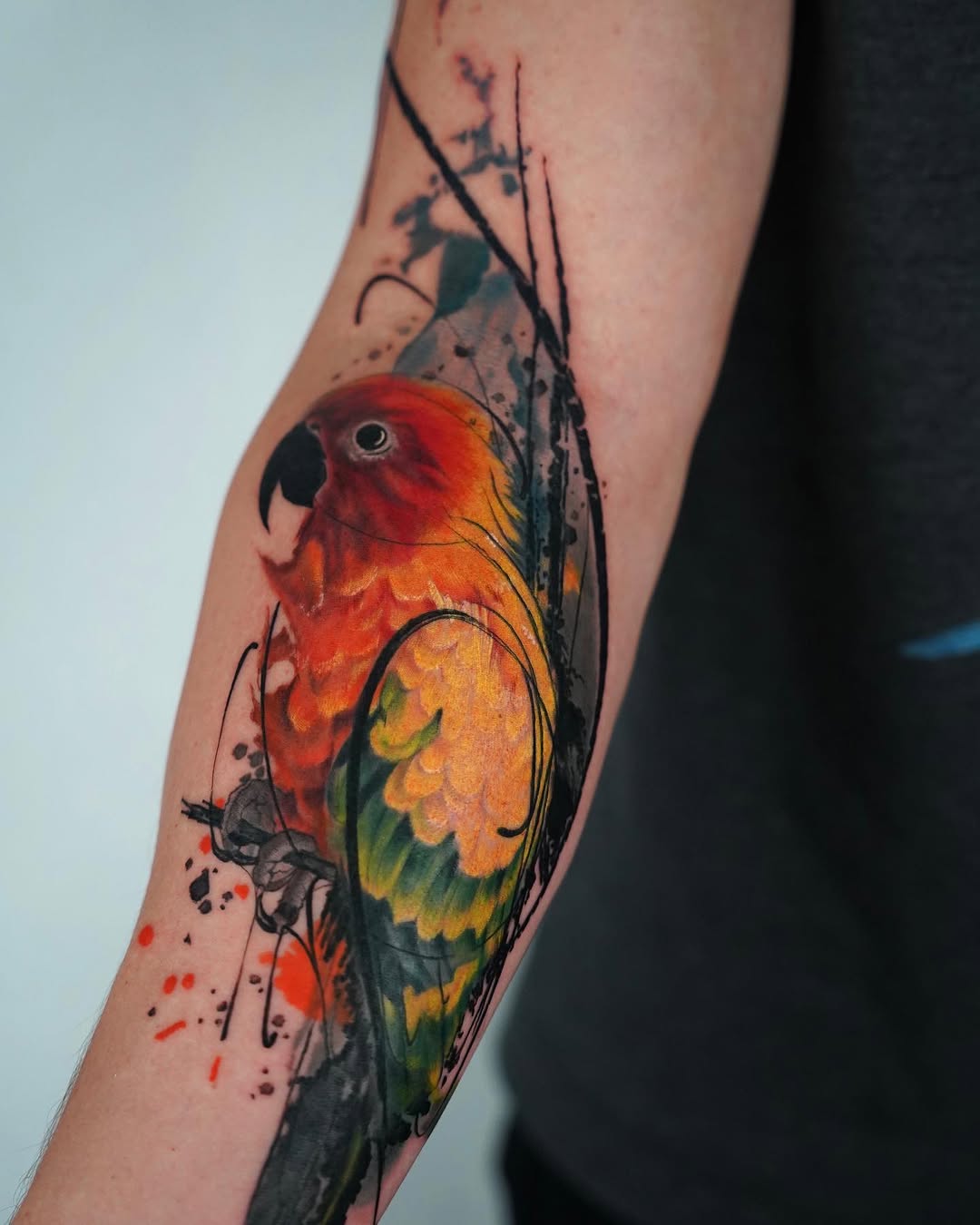 Animal, 앵무새, Nature, 공작
