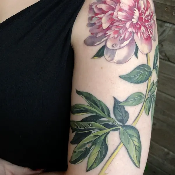 Flower, Rose, Nature