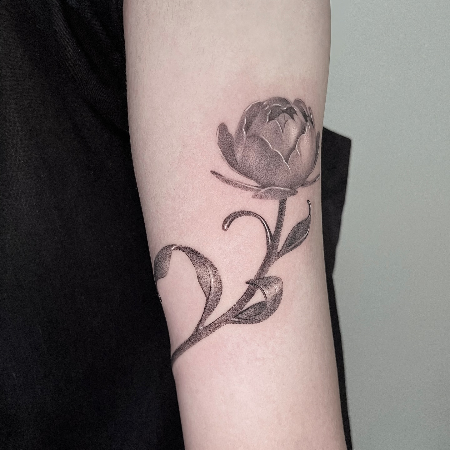 Flower, Rose, Nature