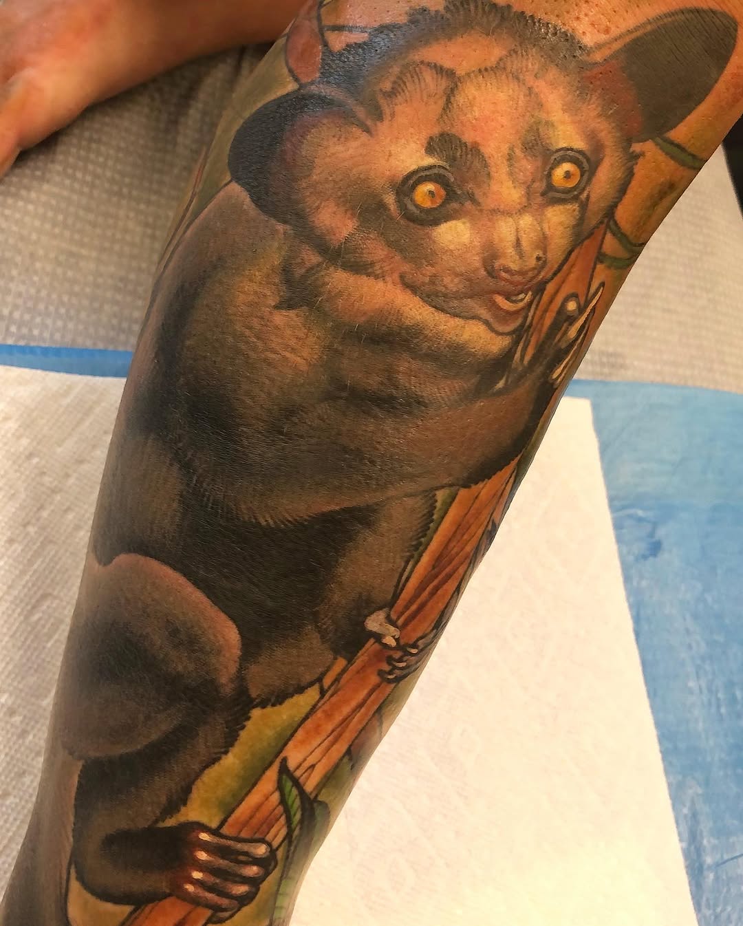 Animal