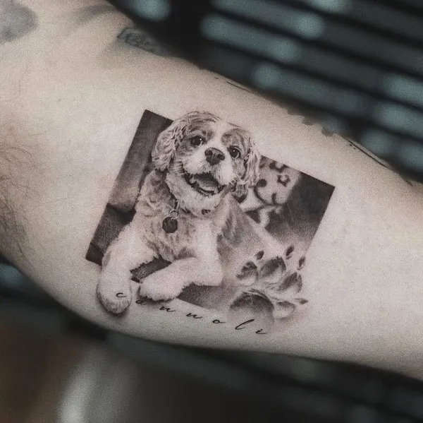 Animal