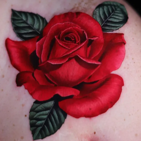 Flower, Rose, Nature