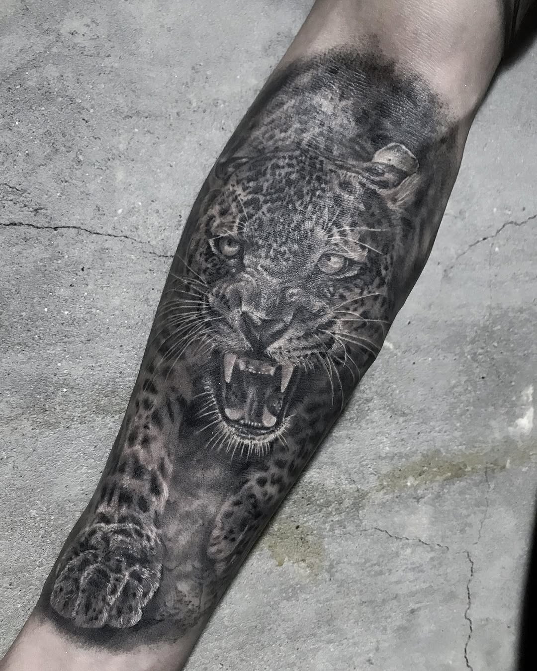 Animal, 표범, 재규어