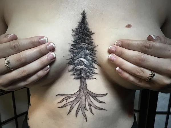 숲, 고사리, 소나무, 나무, Nature