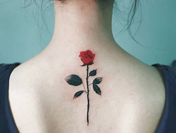 Flower, Rose, Nature