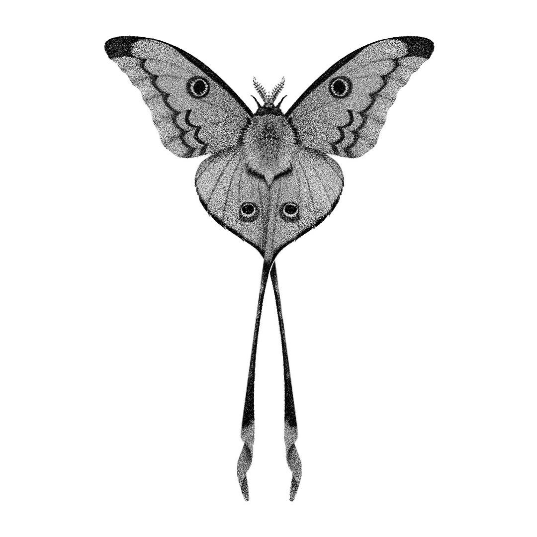 Animal, Nature