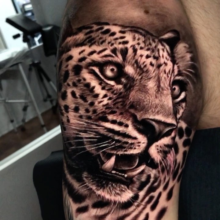 Animal, 치타, 표범, 재규어