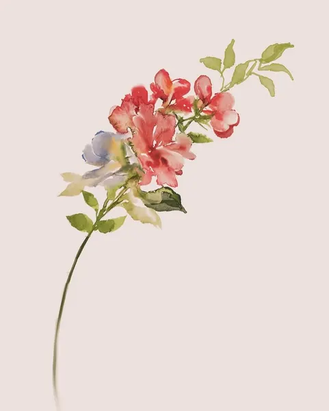 Flower, Rose