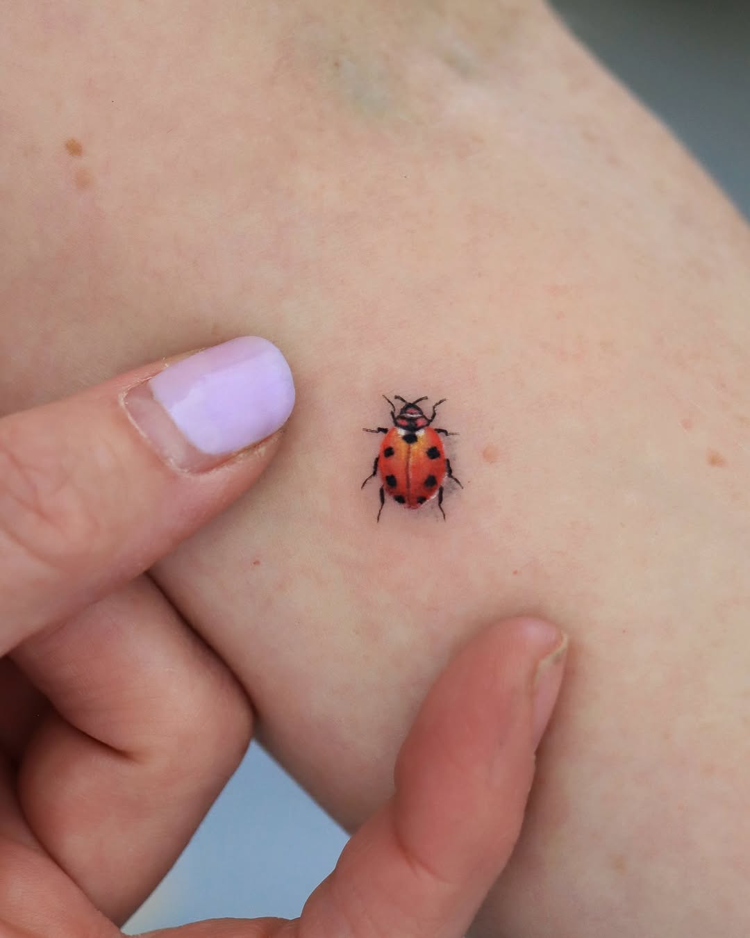 Mini, Animal, 무당벌레